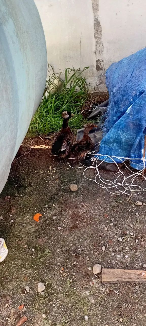 Casal de Patos - Foto 2