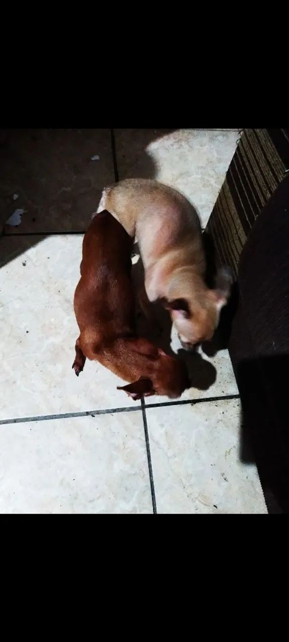 Pinscher fêmea  zero  - Foto 4
