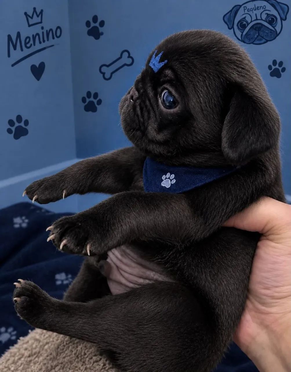 Pug macho 
