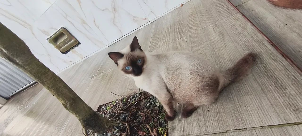 Doa-se Gato macho siamês. - Foto 3