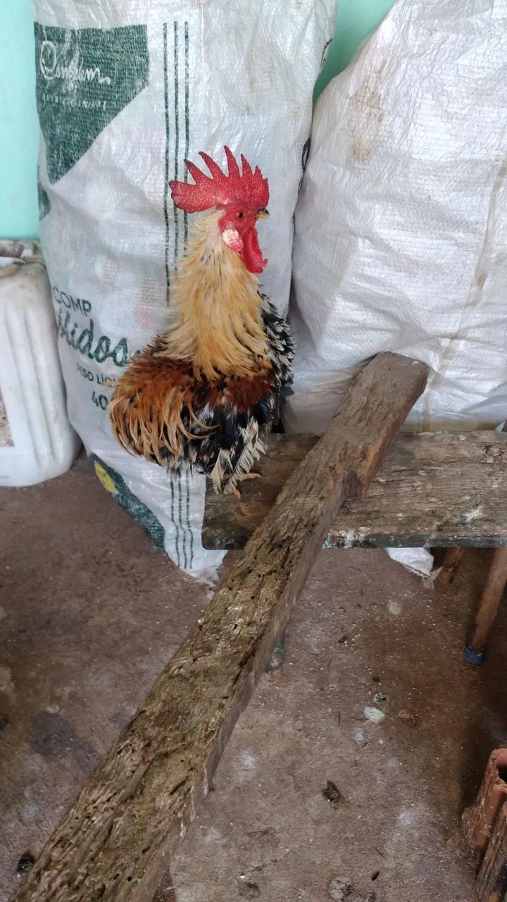 Modelados