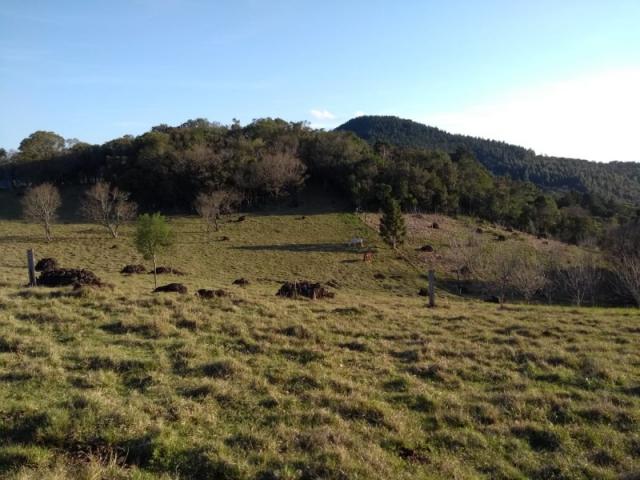 Sítio 12,0 hectares - samambaia - são francisco de paula - rs - Foto 19