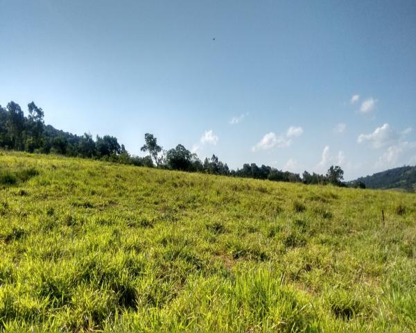 Chácara 5.000 m² - lomba grande - novo hamburgo - rs - Foto 4