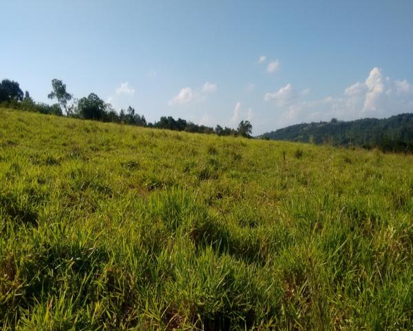 Chácara 5.000 m² - lomba grande - novo hamburgo - rs - Foto 7