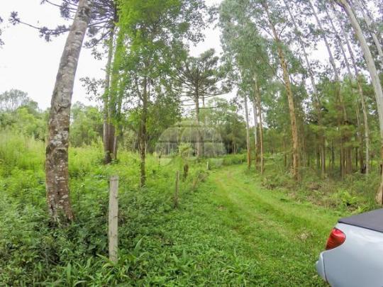 Chácara à venda em Picassinho, Piên cod:136674 - Foto 11