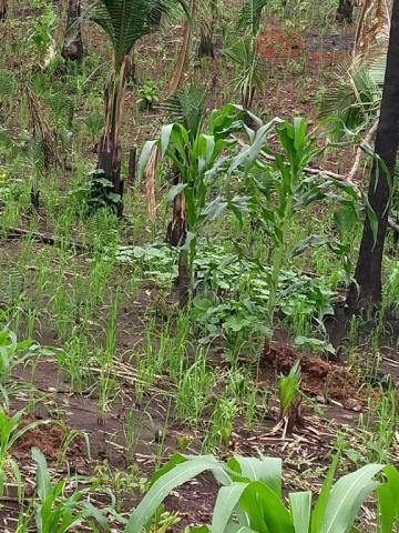 Área rural à venda, maranhão novo, são luís. - Foto 8