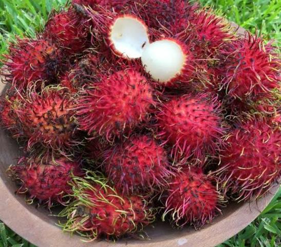 Mudas de Rambutã (faço a entrega*)