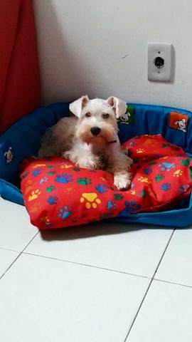 Schnauzer Mini - Foto 6