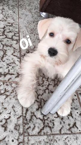 Schnauzer Mini - Foto 4