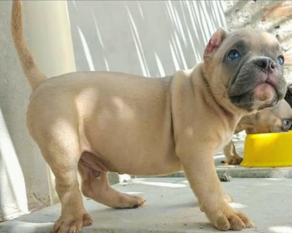 Filhotes de bully - Foto 3