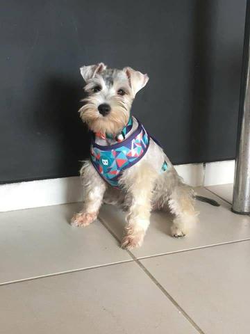 Schnauzer Mini - Foto 2