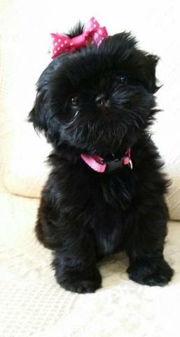 Filhote Lhasa Apso
