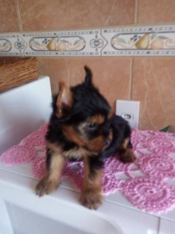 Lindos filhotes de yorkshire micro