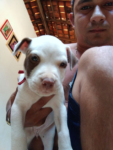 Uma fêmea Pitbull