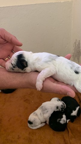 Filhotes de border collie 