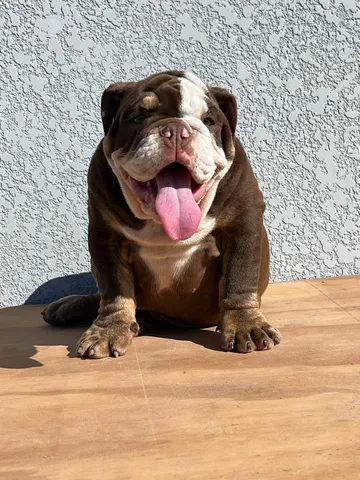 Bulldog ingles preto  +24 anúncios na OLX Brasil