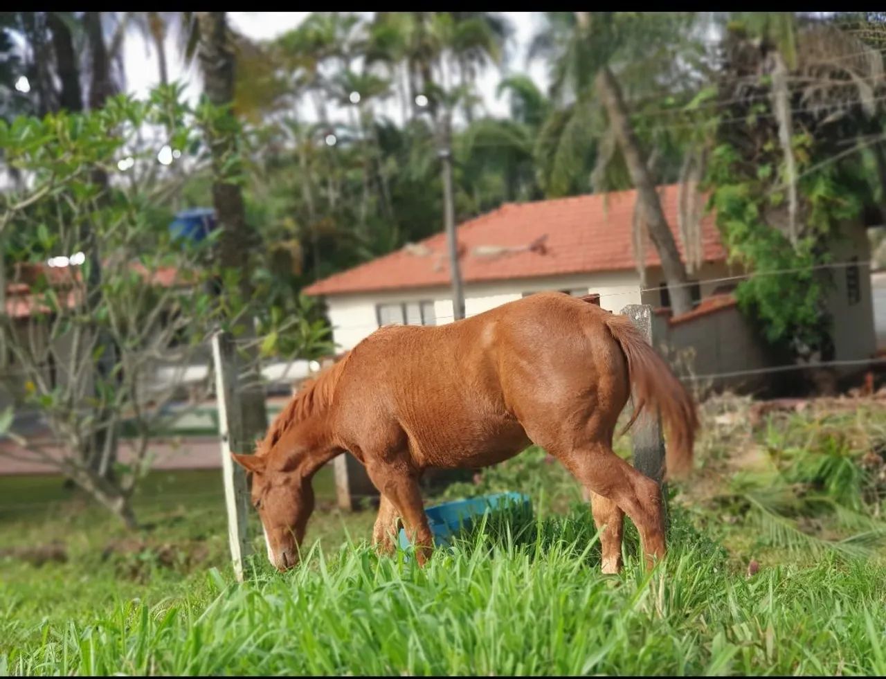 Égua PO e Potro - Foto 4
