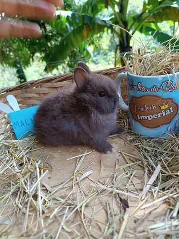 PÁSCOA - Anão Importado - Coelho Netherland Dwarf - Foto 4