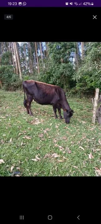 Vaca leiteira  - Foto 4