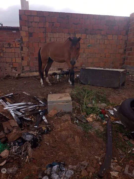 Potro Appaloosa lindo e dócil - Foto 3