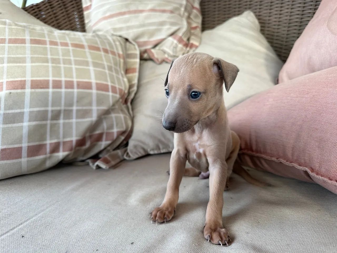 Galgo italiano fêmea - Foto 3