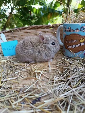 PÁSCOA - Anão Importado - Coelho Netherland Dwarf - Foto 5