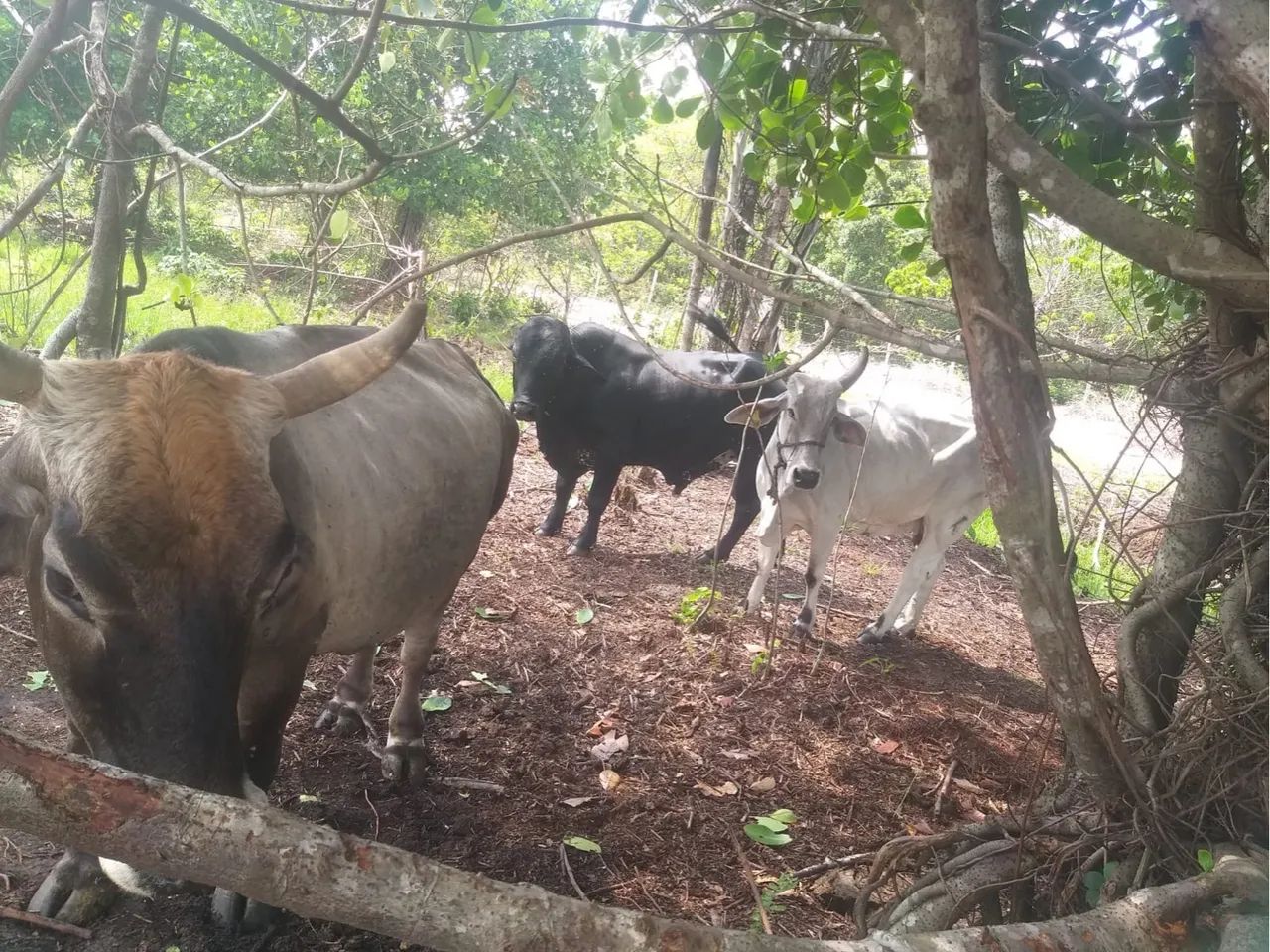 Três mini vacas para venda e um mini touro  - Foto 6