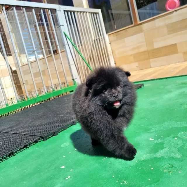 Spitz Alemão - Lulu da Pomerânia - FÊMEA - Pedigree CBKC - 10x s/ juros com Garantia - Foto 6