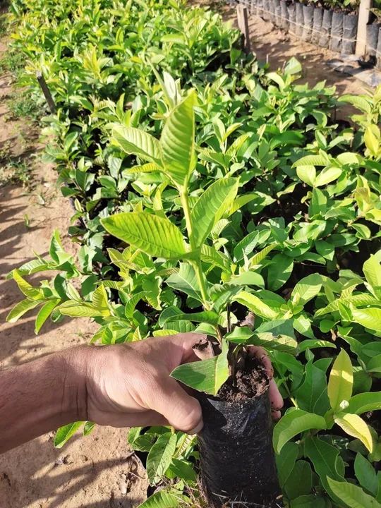 Mudas de goiaba 