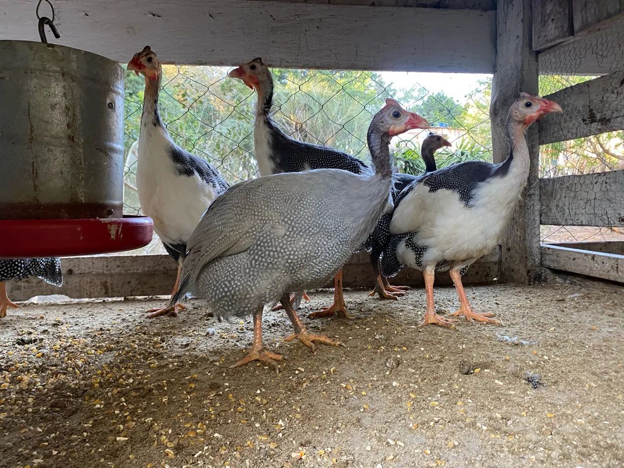 Angolistas pondo  - Foto 2