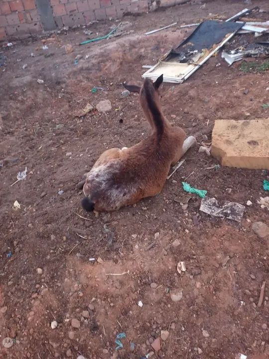 Potro Appaloosa lindo e dócil - Foto 5