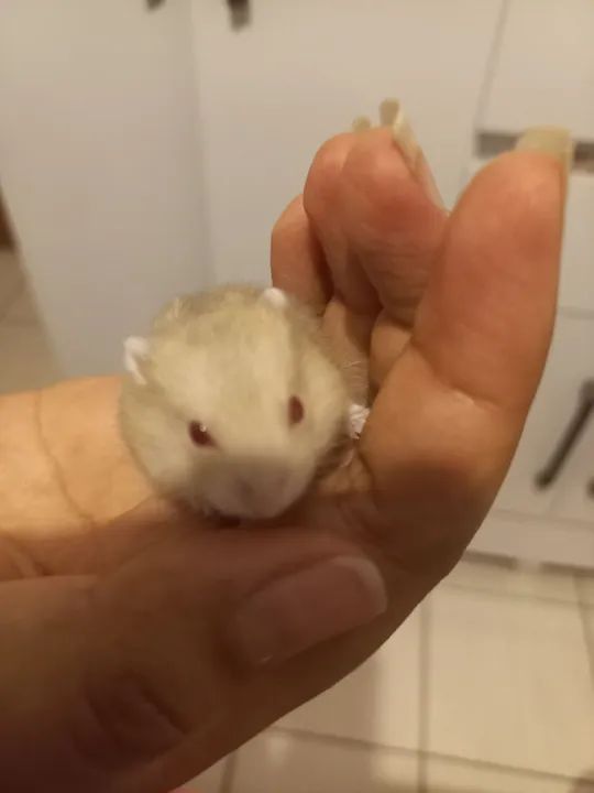 Hamster anão russo  - Foto 3