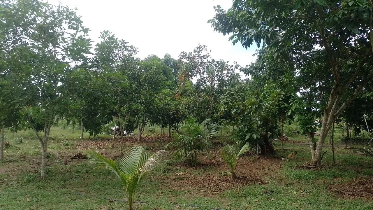 Vendo esse sítio - Foto 3