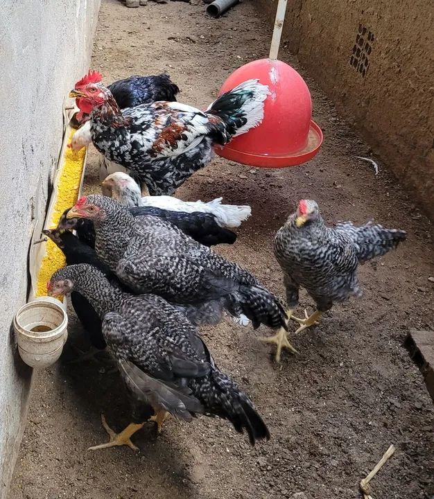 Frangos e frangas - Foto 4