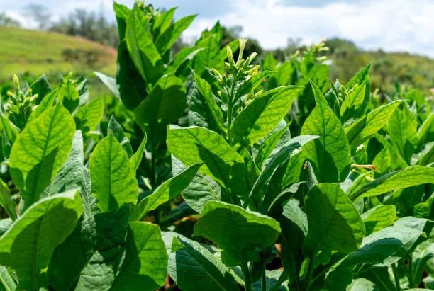 600 Sementes Frescas De Tabaco (fumo) Nicotiana Tabacum