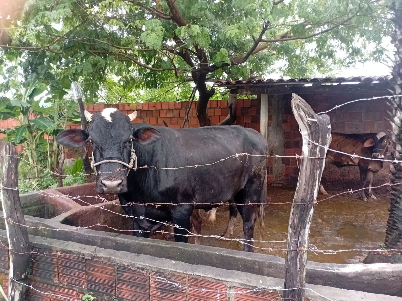 BOI REPRODUTOR A VENDA? - Foto 3