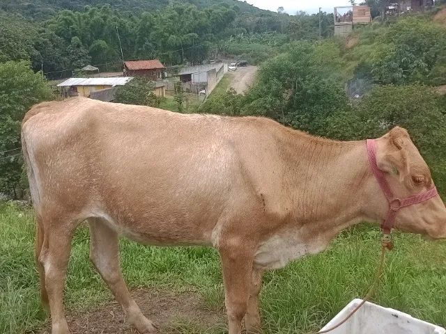 Vendo.novilhas - Foto 4