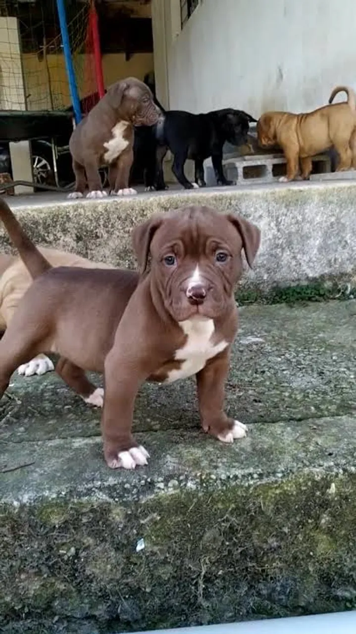Filhotes De Pitbull