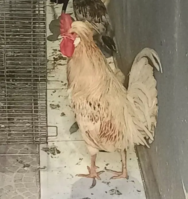 Vendo galos caipiras