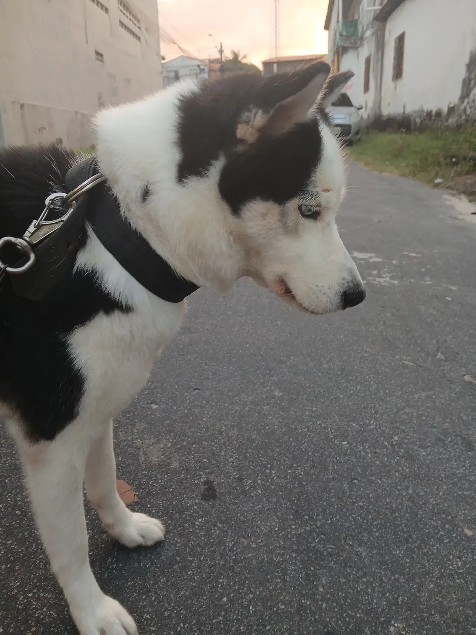 ? Procura-se um Husky Macho para Namoro Canino! ?
