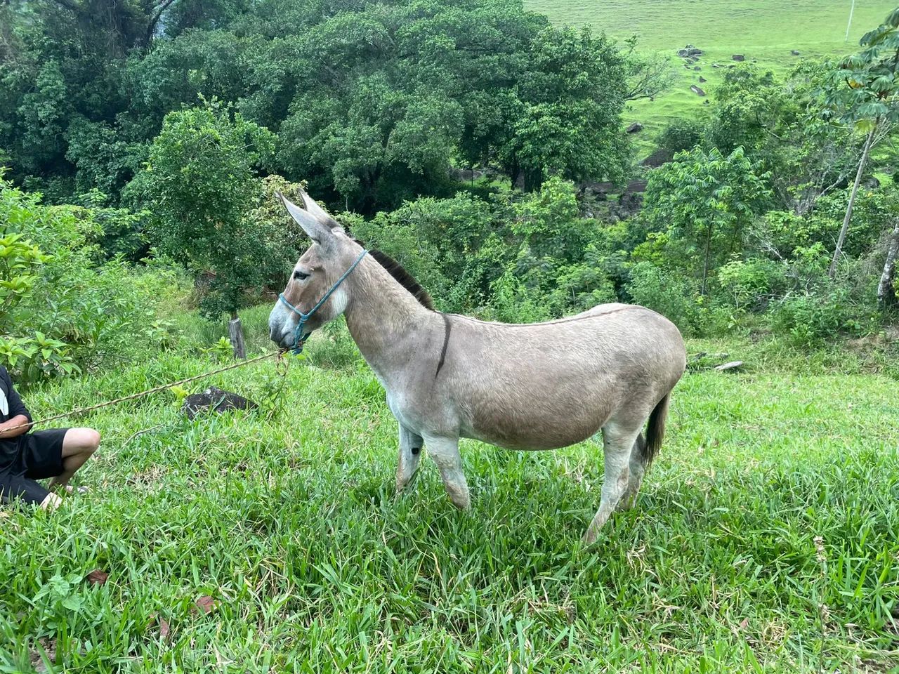 Jumenta pêga, marchadora genuína.  #FÊMEA# - Foto 3