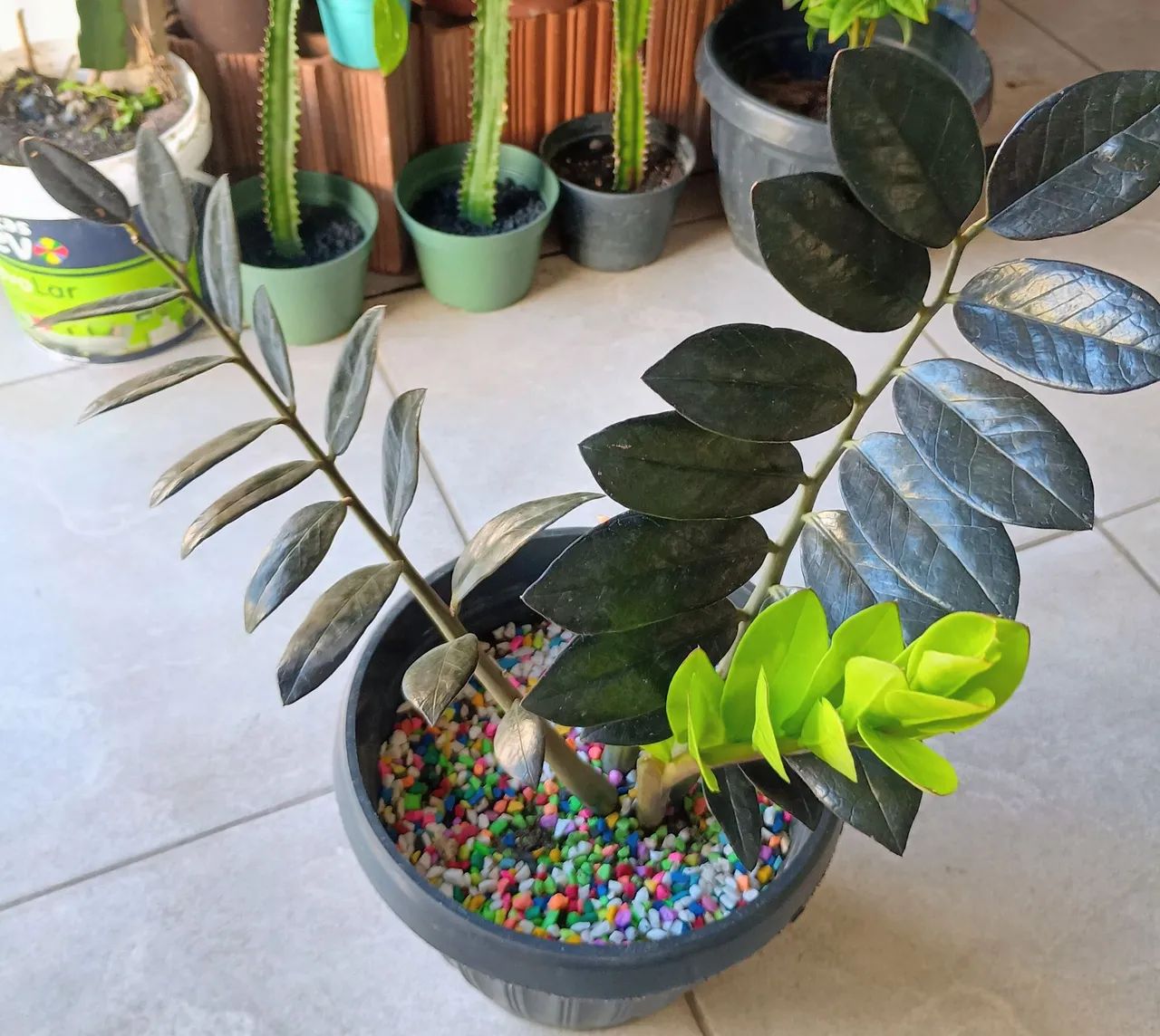 Vendo mudas de Zamiocuca Black Quenn, lindíssima  - Foto 2