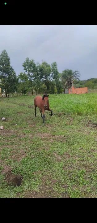 Potro 1,5 meses - Foto 6