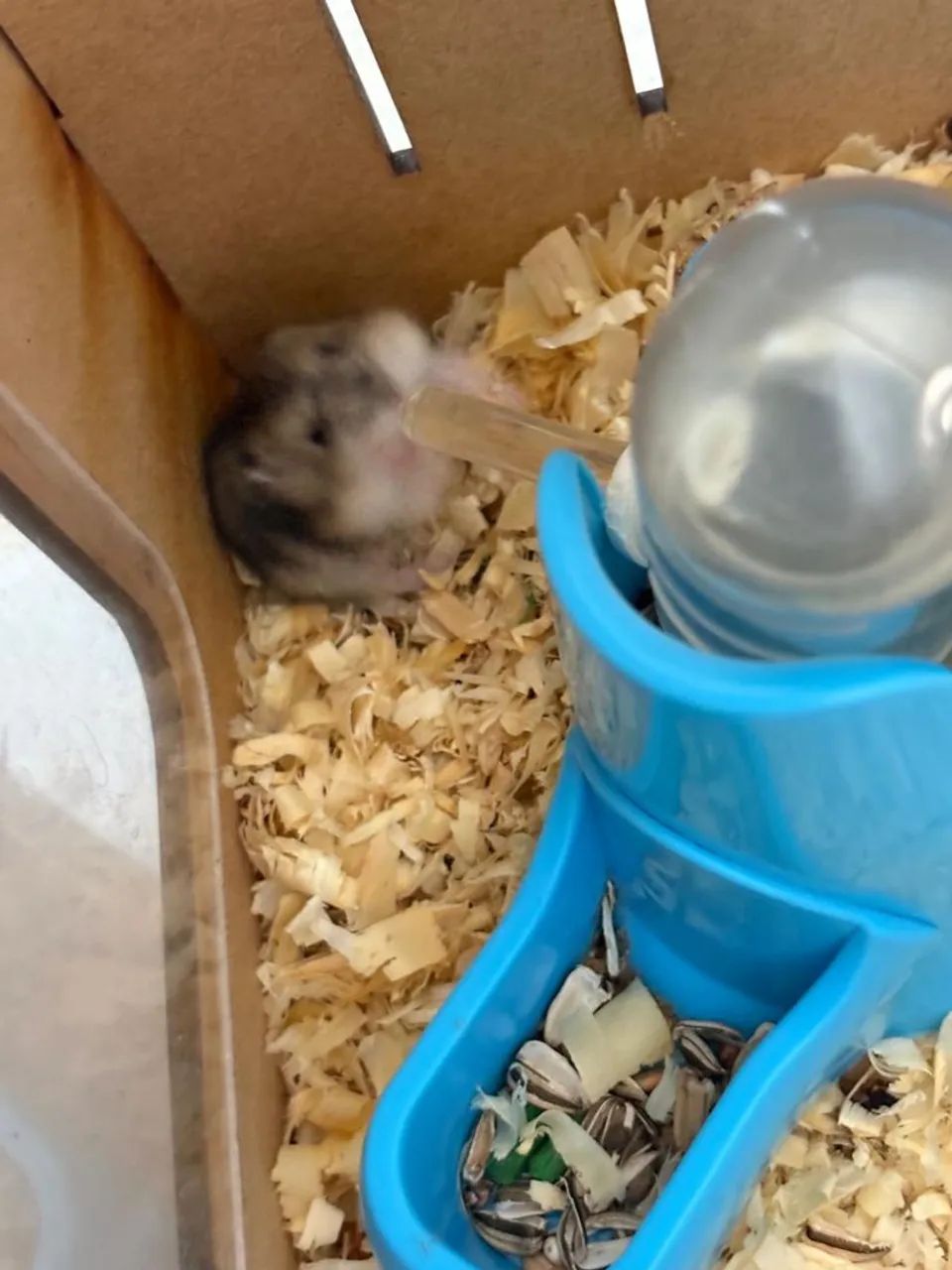 Doação hamster anão russo64650777755905123