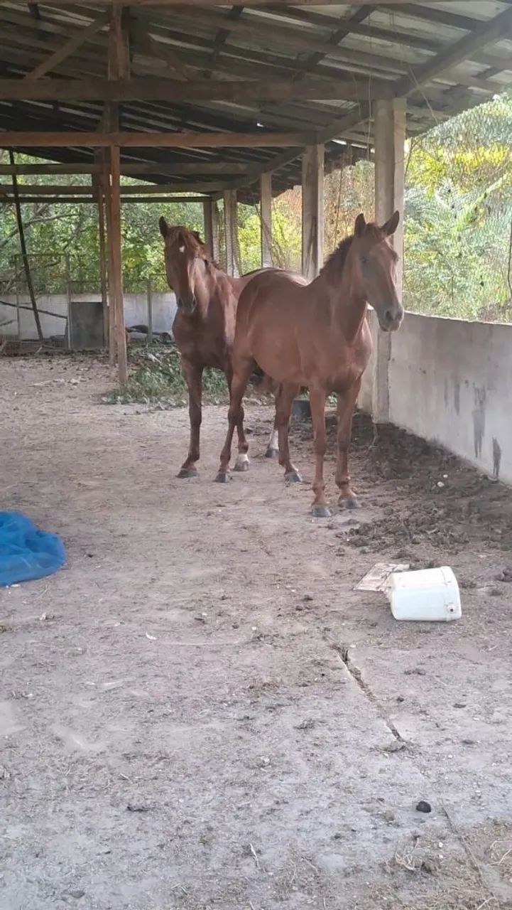 Vende-se dois mangalarga Machador puro - Foto 2