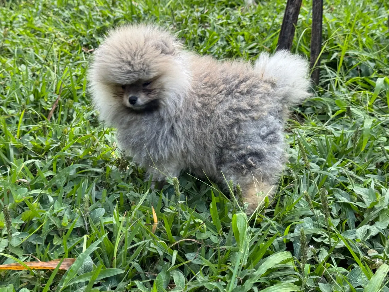 Spitz Alemão Filhote, machos , lindos, pedigree , vacinado, pequeninos