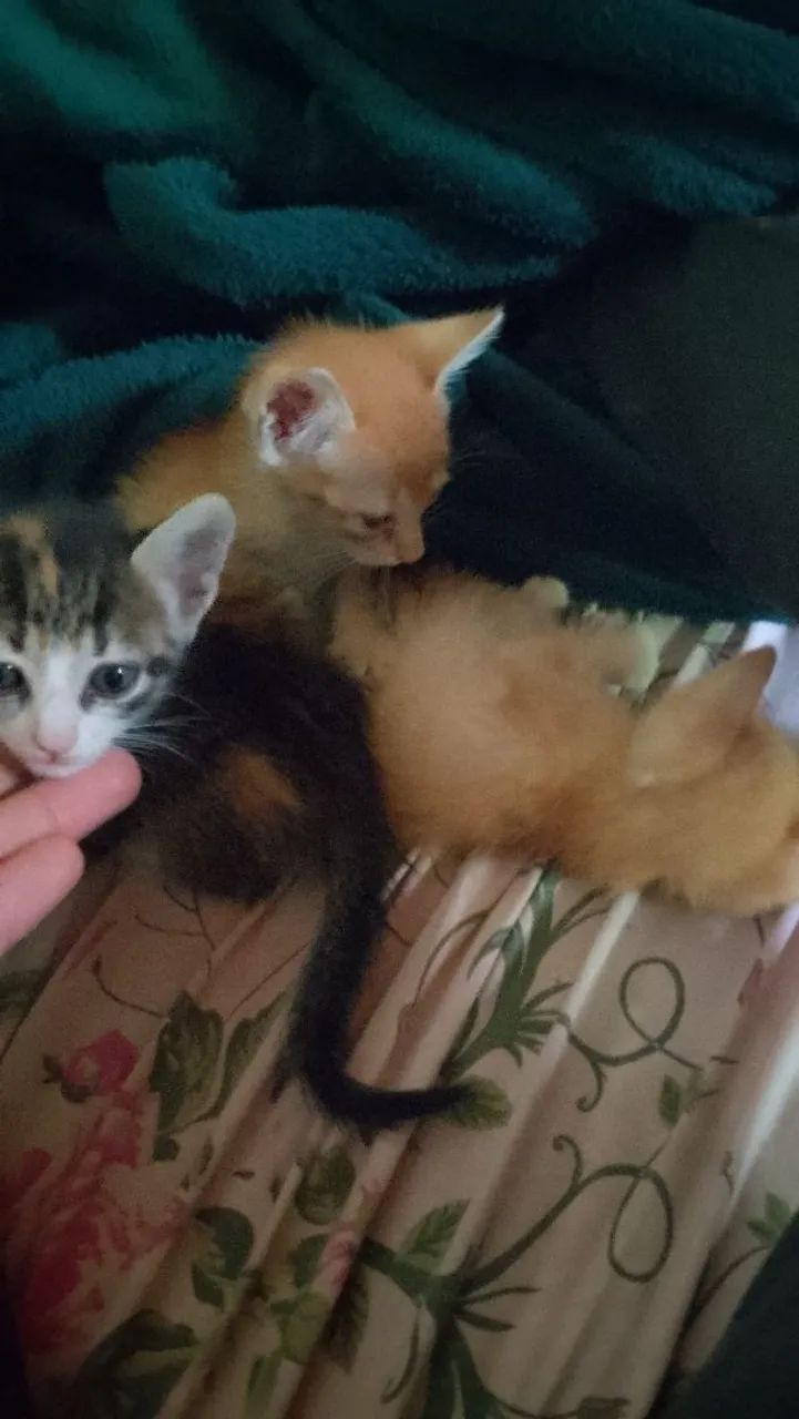 Três gatinhos fofinhos para adoção