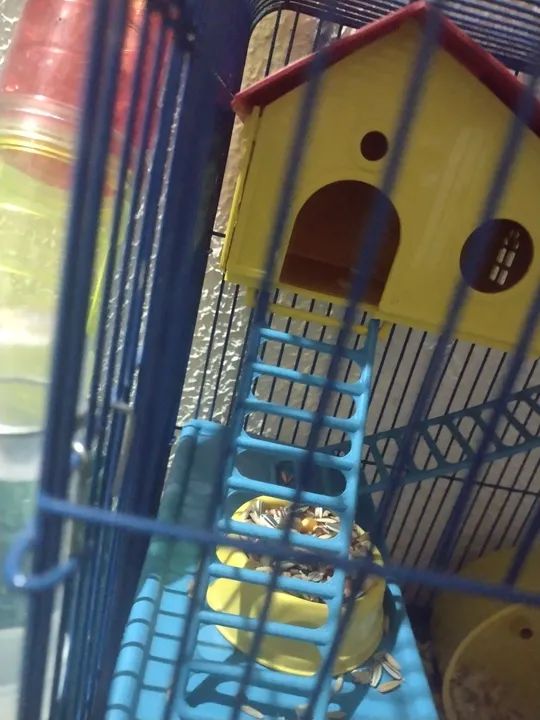 Combo Hamster! Conjunto vem o hamster e a gaiola - Foto 4