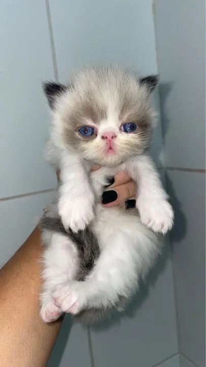 Filhotinhos com olhos azuis lindos disponíveis para entrega - Foto 6