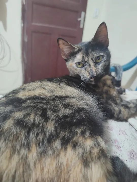 Gatinha Fofinha para Adoção - Foto 3